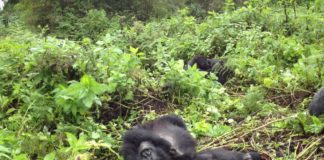 gorilla-rwanda-2