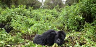 gorilla-rwanda-3