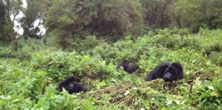 gorilla-rwanda-4