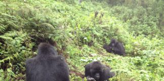 gorilla-rwanda-5