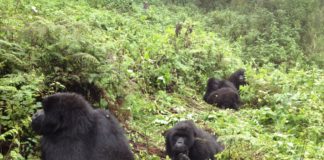 gorilla-rwanda-6