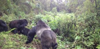 gorilla-silverback-rwanda-1