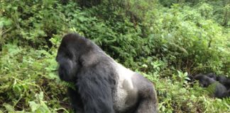 gorilla-silverback-rwanda-2