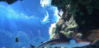 Monaco Oceanographic Museum 12